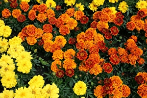 High Resolution Flowers Prints: Marigold