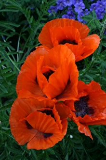 Poppy Field Prints: Poppies