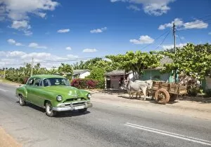 Images Dated 9th February 2015: 50s American car passing Ox and cart, Pinar del Rio Province, Cuba