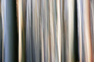 Abstract photo of a forest, Bayerischer Wald Park, Germany Abstract photo of a forest, Bayerischer Wald Park, Germany
