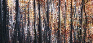 Abstract view of trees during autumn foliage in Tuscany, Italy Abstract view of trees during autumn foliage in Tuscany, Italy