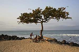 An Acacia tree on the edge of the city of Sao Tome An Acacia tree on the edge of the city of Sao Tome