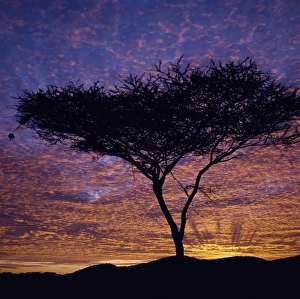 An Acacia tree silhouetted against a brilliant sunrise An Acacia tree silhouetted against a brilliant sunrise