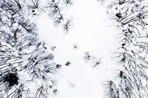 Aerial view of a dead forest during winter in the Apuan Alps, Tuscany, Italy Aerial view of a dead forest during winter in the Apuan Alps, Tuscany, Italy