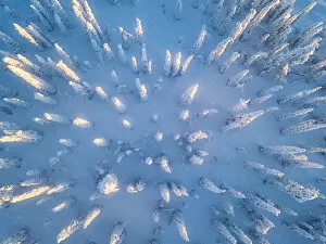 Finland Collection: Aerial view of frozen trees in the snow covered woods, Levi, Kittila, Lapland, Finland