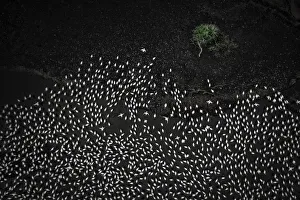 Aerial view of lesser and greater flamingos gathering in Lake Bogoria, rift valley, Kenya Aerial view of lesser and greater flamingos gathering in Lake Bogoria, rift valley, Kenya