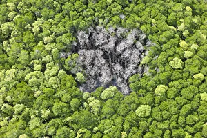 Aerial view of rain forest with trees hit by lightning strike, Daintree Forest, Daintree Aerial view of rain forest with trees hit by lightning strike, Daintree Forest, Daintree
