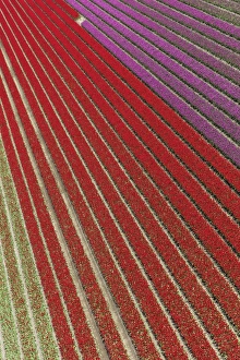Aerial view of the tulip fields in North Holland, The Netherlands Aerial view of the tulip fields in North Holland, The Netherlands