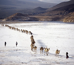 An Afar camel caravan crosses the salt flats of Lake Assal An Afar camel caravan crosses the salt flats of Lake Assal