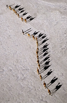 An Afar camel caravan crossing the salt flats of Lake Assal An Afar camel caravan crossing the salt flats of Lake Assal