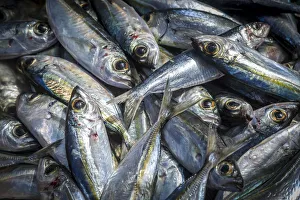 africa, Cape Verde, Sal. Santa Maria. Fresh fish africa, Cape Verde, Sal. Santa Maria. Fresh fish