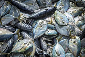 africa, Cape Verde, Santiago. Fresh fish africa, Cape Verde, Santiago. Fresh fish