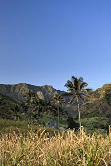 Africa, Cape Verde, Santo Antao, Ribeira da Janela (Janela Valley), Sugar Cane Farm Africa, Cape Verde, Santo Antao, Ribeira da Janela (Janela Valley), Sugar Cane Farm