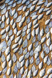 Africa, Ghana, Elmina drying fish at the market Africa, Ghana, Elmina drying fish at the market