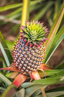 Africa, Ghana, Volta Region. Pineapple plant Africa, Ghana, Volta Region. Pineapple plant