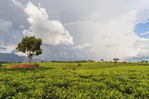Africa, Malawi, Blantyre district, Cultivations of tea Africa, Malawi, Blantyre district, Cultivations of tea