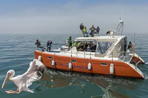 Africa, Namibia, Walvis Bay. Boat tour with pelican Africa, Namibia, Walvis Bay. Boat tour with pelican