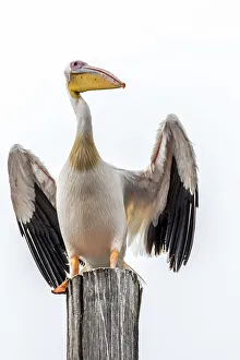Africa, Namibia, Walvis Bay. Great White Pelican Africa, Namibia, Walvis Bay. Great White Pelican