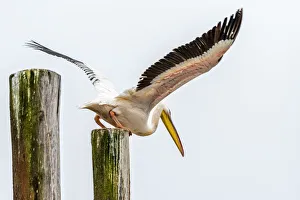Africa, Namibia, Walvis Bay. Pelican taking off Africa, Namibia, Walvis Bay. Pelican taking off