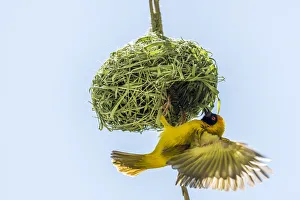 Africa, Namibia. a weaver bird building a nest Africa, Namibia. a weaver bird building a nest