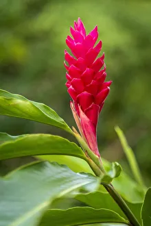 Africa, Sao Tome and Principe. Beautiful pink flower Africa, Sao Tome and Principe. Beautiful pink flower