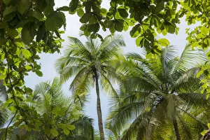 Africa, Sao Tome and Principe. The forest with palm trees Africa, Sao Tome and Principe. The forest with palm trees