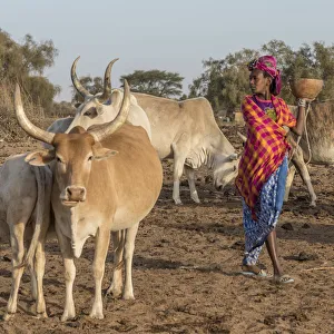 Africa, Senegal. A Fulani woman going out to milk the Zebus Africa, Senegal. A Fulani woman going out to milk the Zebus