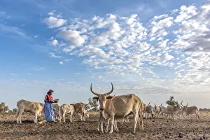 Africa, Senegal. A Fulani woman milking the Zebus Africa, Senegal. A Fulani woman milking the Zebus