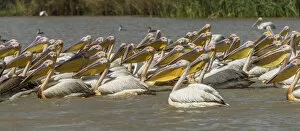 Saint-Louis Collection: Africa, Senegal, Saint-Louis. Pelican in the Djoudj National Park