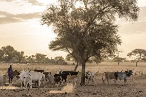 Africa, Senegal. Sunrise in a Fulani village, cattle going out Africa, Senegal. Sunrise in a Fulani village, cattle going out