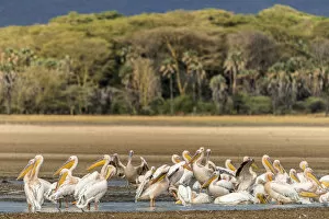 Images Dated 19th December 2018: Africa, Tanzania, Lake Eyasi. A group of great white pelicans