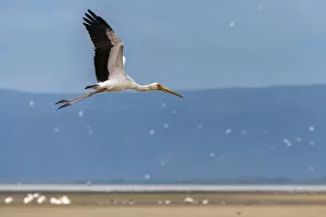 Images Dated 19th December 2018: Africa, Tanzania, Lake Eyasi. Yellow billed stork flying