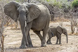 Africa, Zambia, Southern Luangwa National Park. An elephant mother with cub Africa, Zambia, Southern Luangwa National Park. An elephant mother with cub