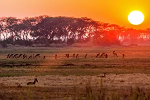 Africa, Zambia. Sunset in the Kafue national park with a group of antelopes Africa, Zambia. Sunset in the Kafue national park with a group of antelopes