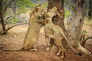Africa, Zambia. a Young couple of lions Africa, Zambia. a Young couple of lions
