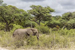 africa, Zimbabwe, Hwange National park, elephant africa, Zimbabwe, Hwange National park, elephant