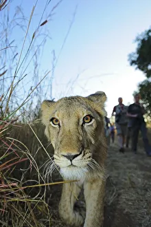 Africa, Zimbabwe, Victoria Falls, Walk with Lions Africa, Zimbabwe, Victoria Falls, Walk with Lions