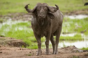 African buffalo by waterhole, Mikumi, Tanzaina African buffalo by waterhole, Mikumi, Tanzaina