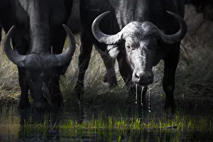 African cape buffalo drinking from a waterhole in Moremi Game Reserve, on the Okavango African cape buffalo drinking from a waterhole in Moremi Game Reserve, on the Okavango