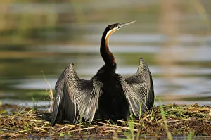 African Darter, Anhinga rufa, Chobe National Park, near the town of Kasane, Botswana African Darter, Anhinga rufa, Chobe National Park, near the town of Kasane, Botswana