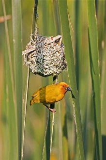 An African Golden Weaver at its nest near Soni in the Western Arc of the Usambara Mountains An African Golden Weaver at its nest near Soni in the Western Arc of the Usambara Mountains
