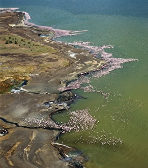 The alkaline waters of Lake Bogoria are a favourite The alkaline waters of Lake Bogoria are a favourite