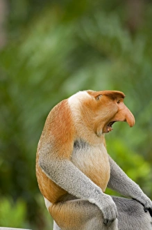Alpha male Proboscis Monkey in territorial stance Alpha male Proboscis Monkey in territorial stance