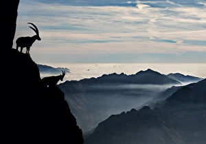 Two alpine ibex dominate from above the spectacular view of the italian Alps Two alpine ibex dominate from above the spectacular view of the italian Alps