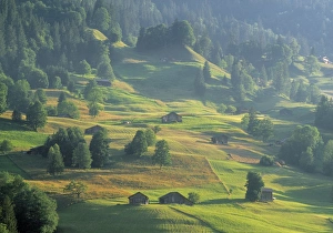 Europe Mountain Views Prints: Alpine Meadow