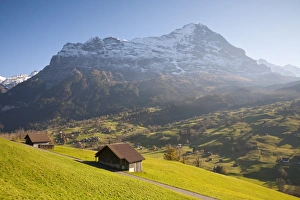 Alpine Meadow, Eiger & Grindelwald, Berner Oberland, Switzerland Alpine Meadow, Eiger & Grindelwald, Berner Oberland, Switzerland