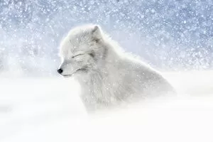 Alopex Lagopus Collection: Arctic fox (Alopex lagopus) in heavy snowfall, in the abandoned Russian settlement