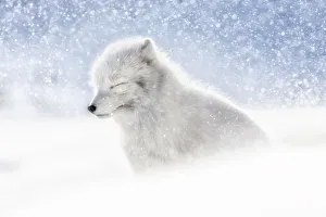 Arctic fox (Alopex lagopus) in heavy snowfall, in the abandoned Russian settlement