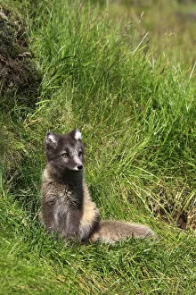 Alopex Lagopus Collection: Arctic Fox cub (Alopex Lagopus), Landmannalaugar, Iceland