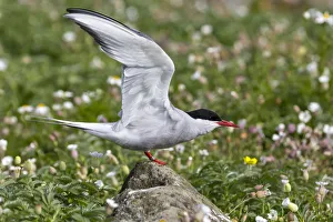 Arctic Tern Habitat Prints: Artic tern on the cliff, Isle of Lunga, Treshnish Isles, Scotland, Europe